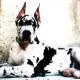 300px-ALANO_dalmata.jpg